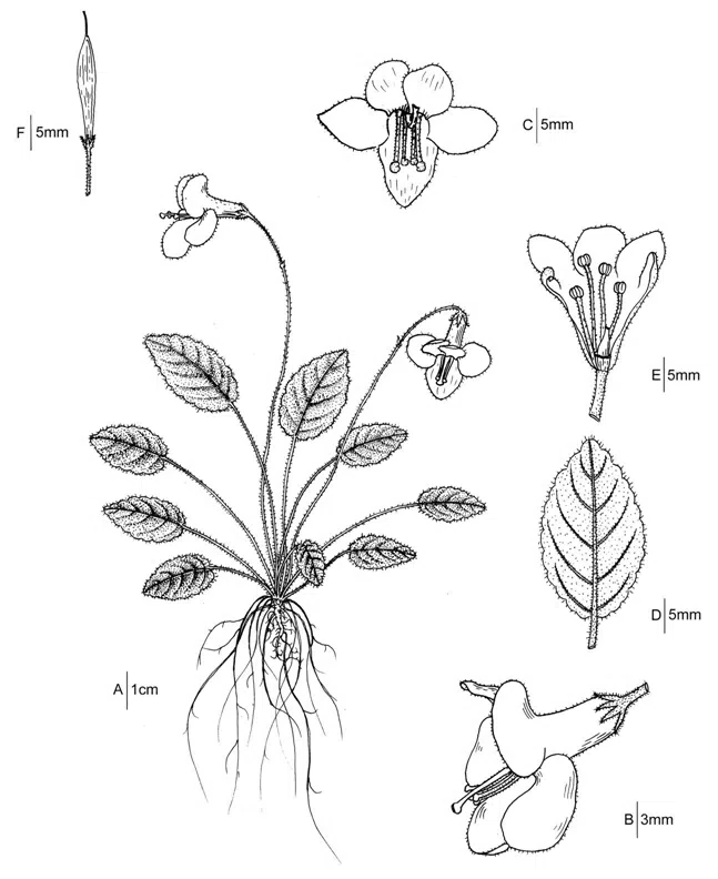 2016年度发表的苦苣苔科植物新种或新分类群(11)