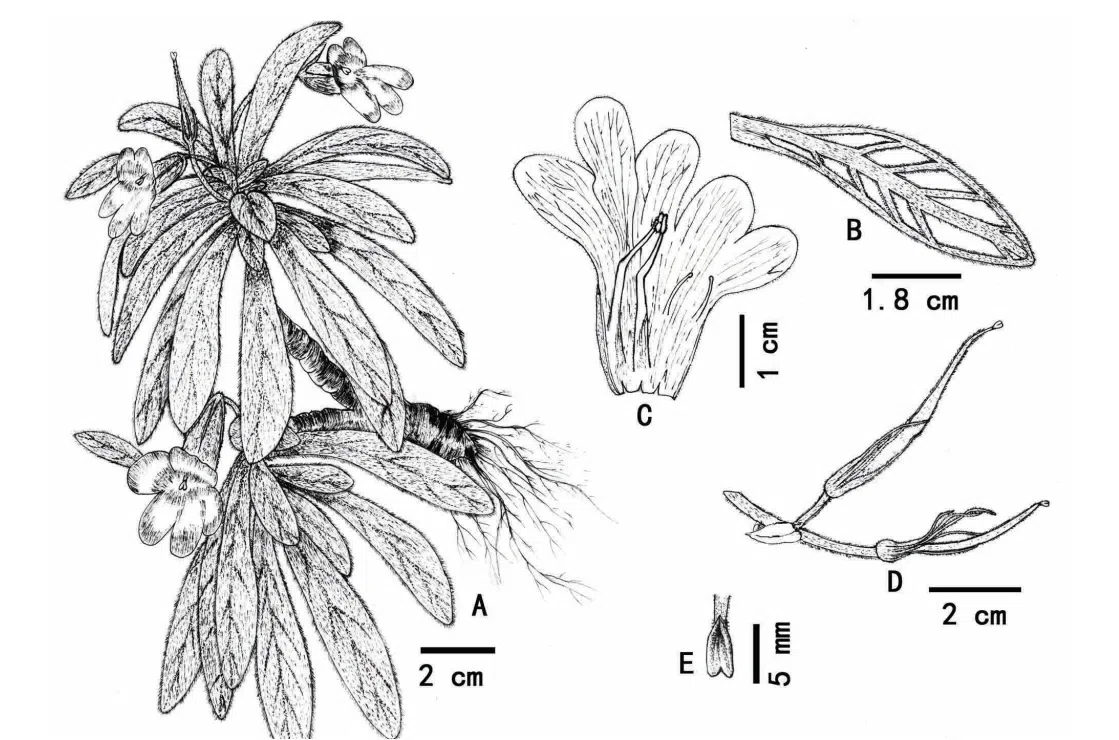 2016年度发表的苦苣苔科植物新种或新分类群(11)