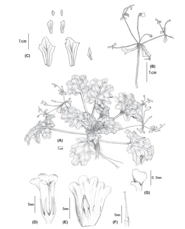 2016年度发表的苦苣苔科植物新种或新分类群(18)
