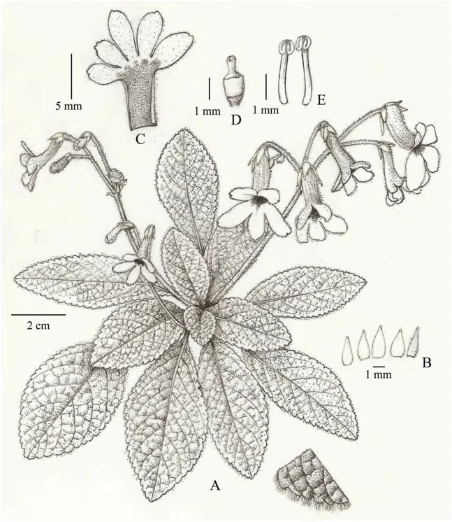 016年度发表的苦苣苔科植物新种或新分类群(16)