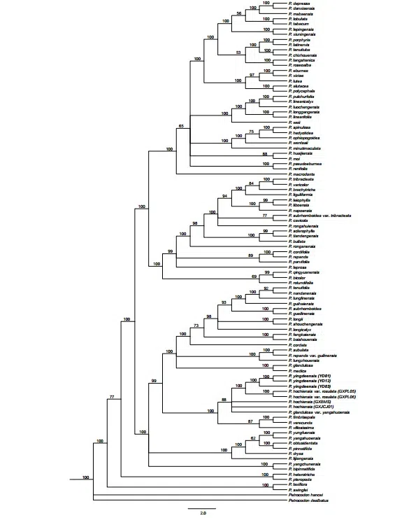 2016年度发表的苦苣苔科植物新种或新分类群(16)