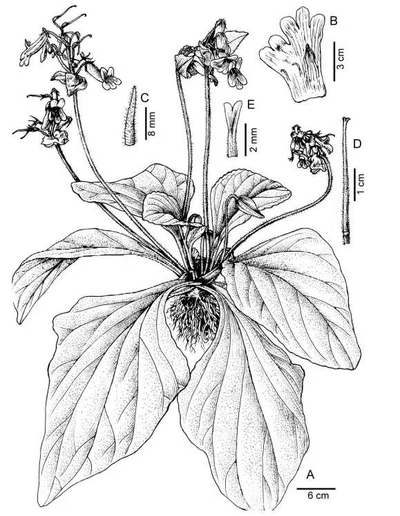 2016年度发表的苦苣苔科植物新种或新分类群(17)
