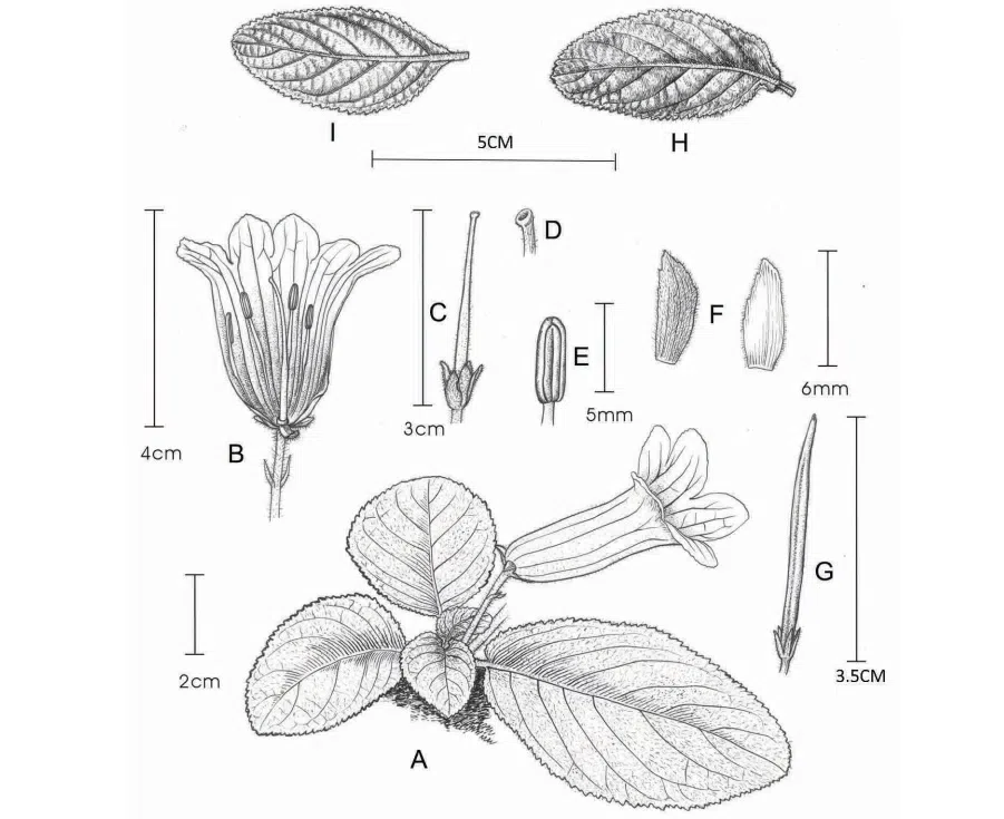 2017年度发表的苦苣苔科植物新种、新分类群和分布新纪录(2)