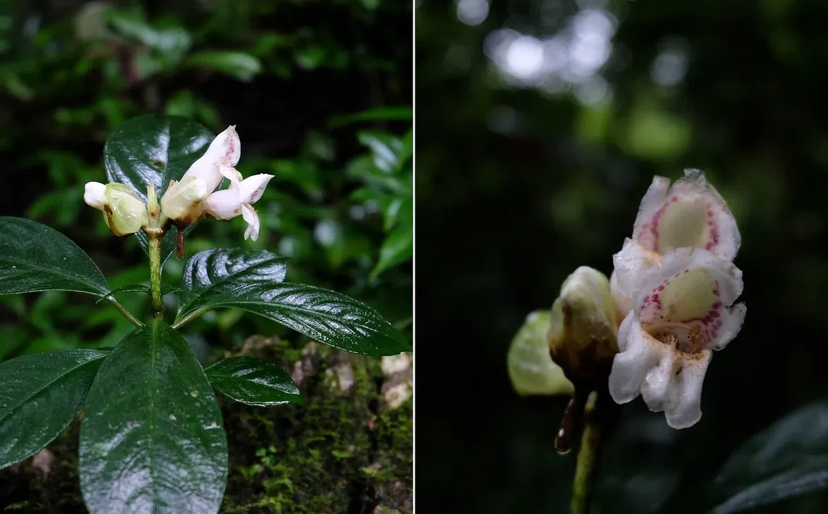 GCCC代表团越南之旅(第一部分)