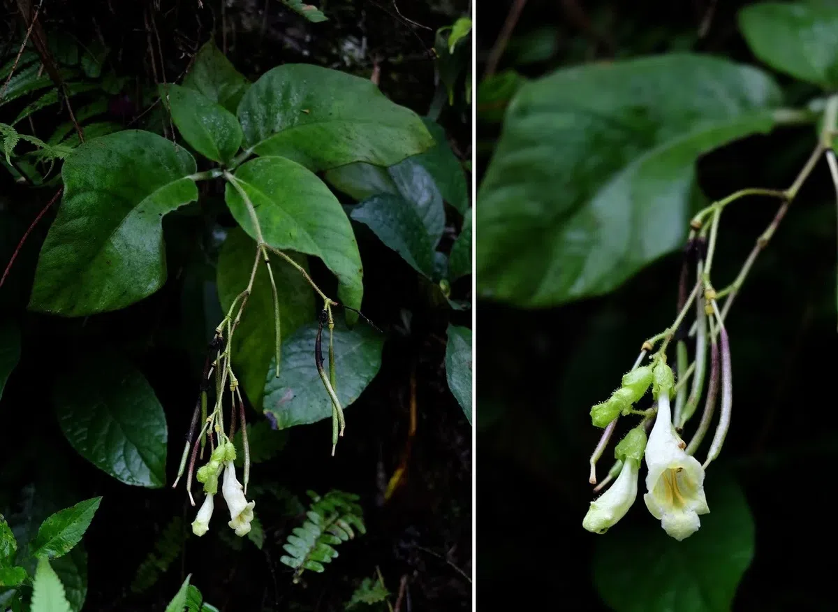 A Fantastic Gesneriads Discovery Journey for the GCCC Delegation in Vietnam（Part I）