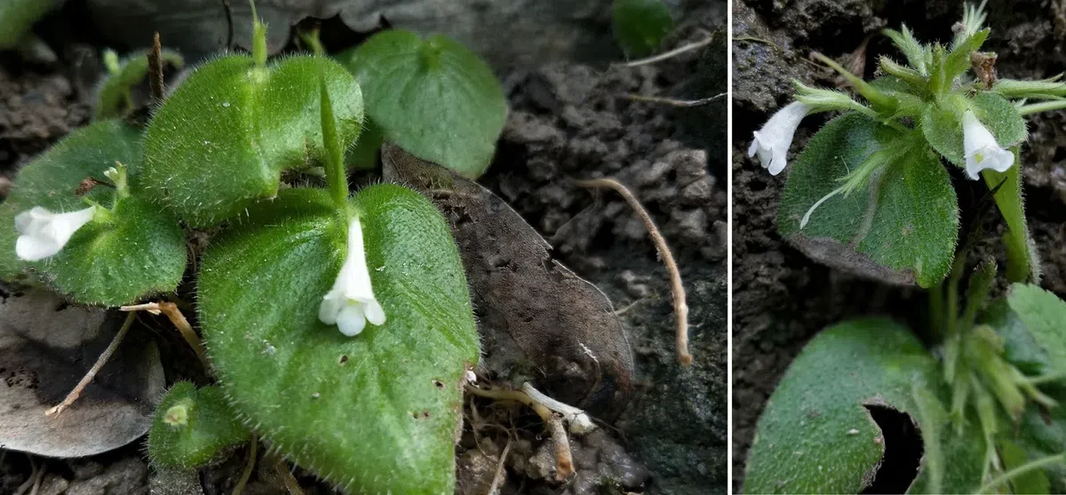 GCCC代表团越南之旅（第一部分）
