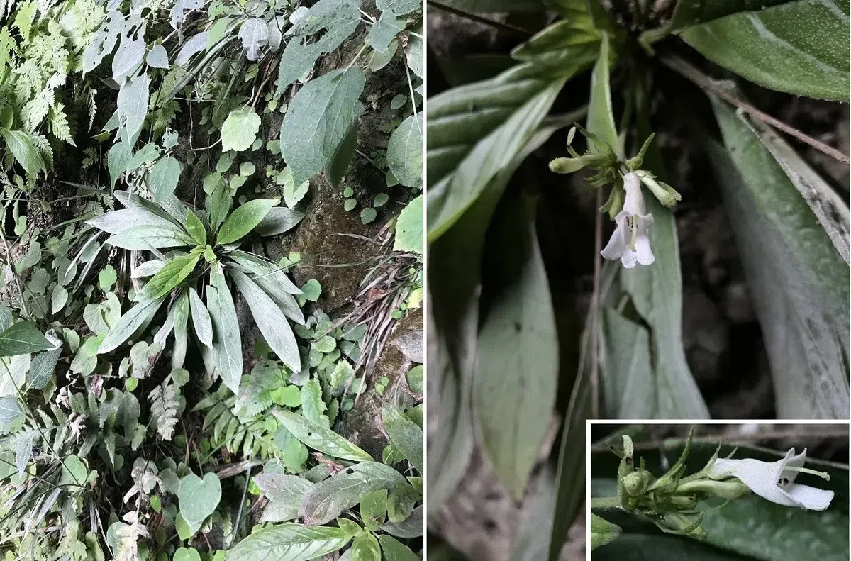 A Fantastic Gesneriads Discovery Journey for the GCCC Delegation in Vietnam（Part I）