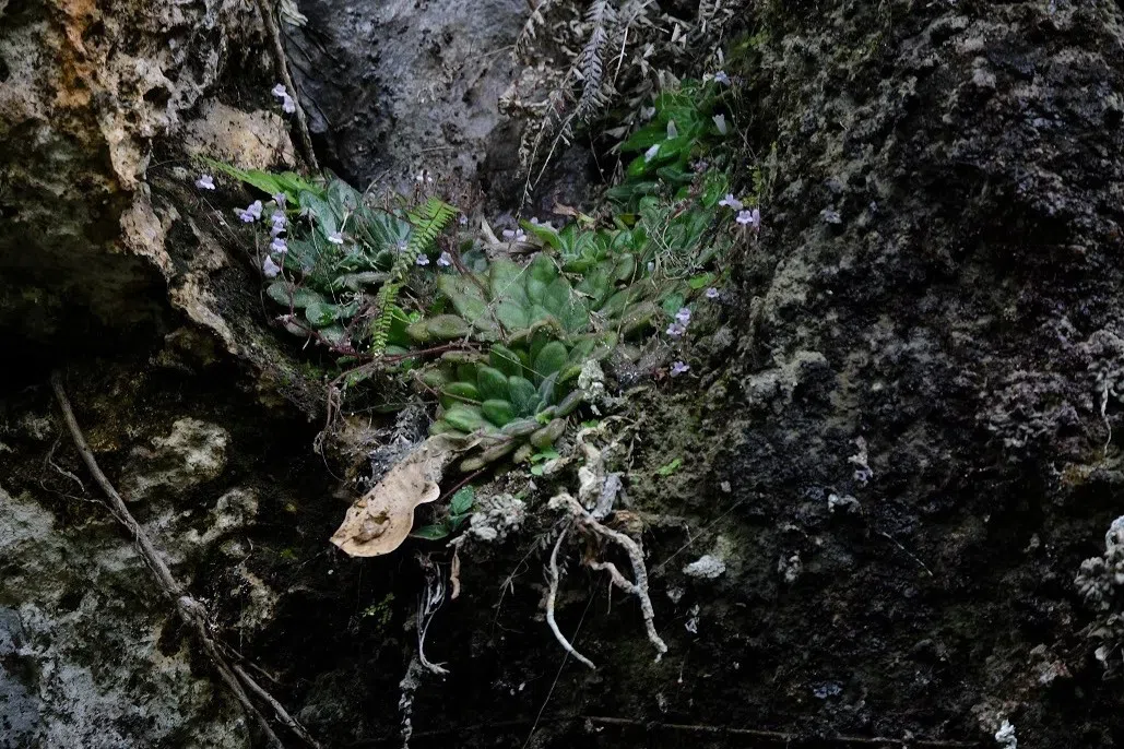 GCCC代表团越南之旅(第一部分)