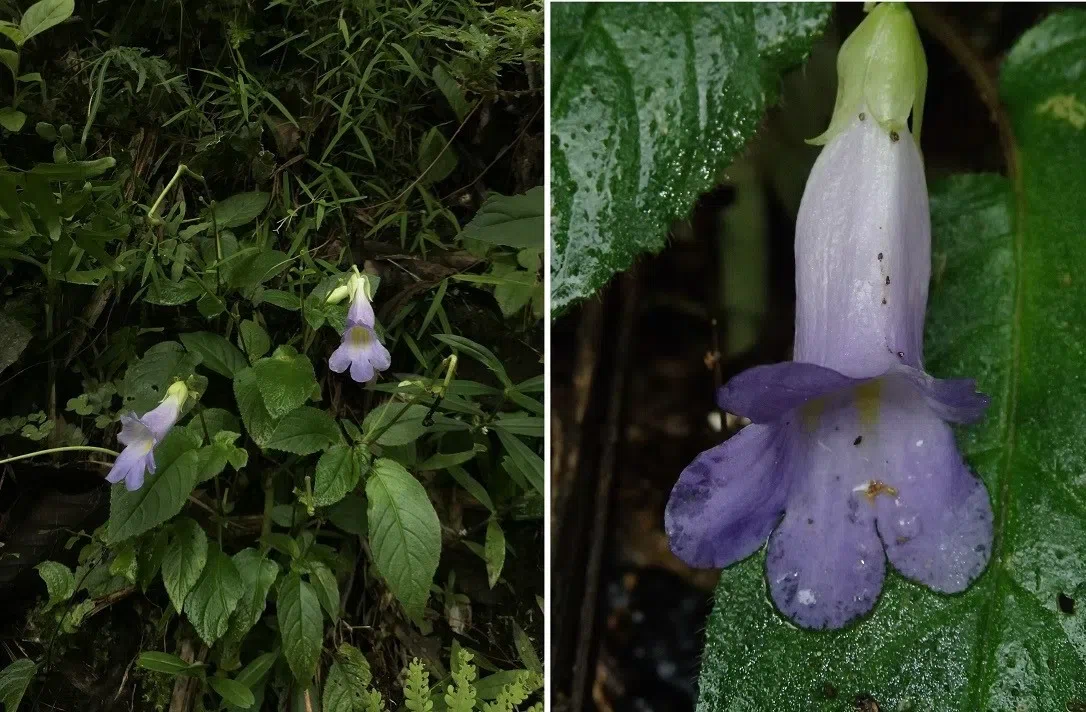 A Fantastic Gesneriads Discovery Journey for the GCCC Delegation in Vietnam（Part I）