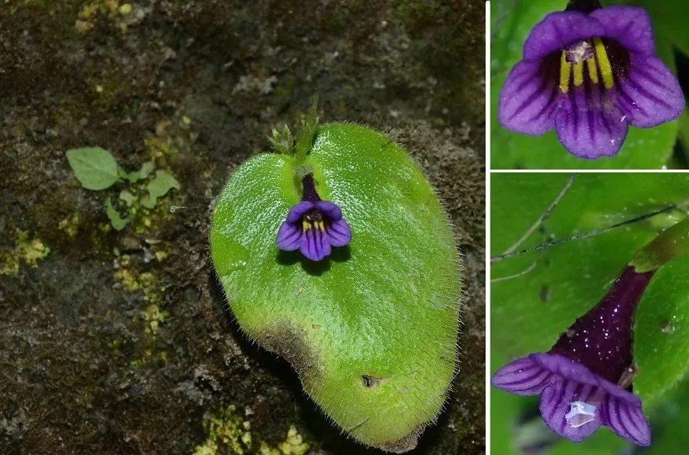 GCCC代表团越南之旅(第一部分)