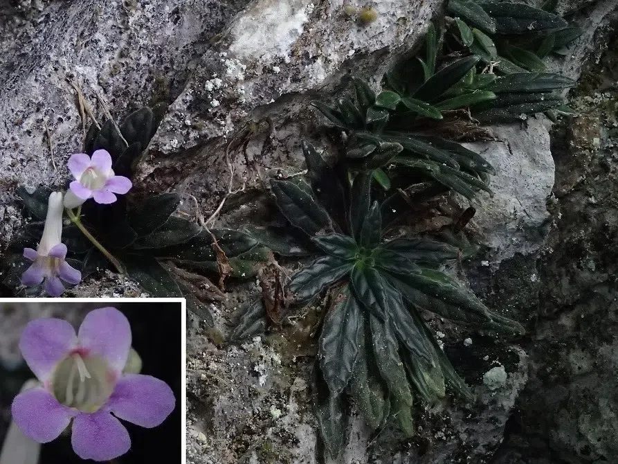 GCCC代表团越南之旅(第一部分)