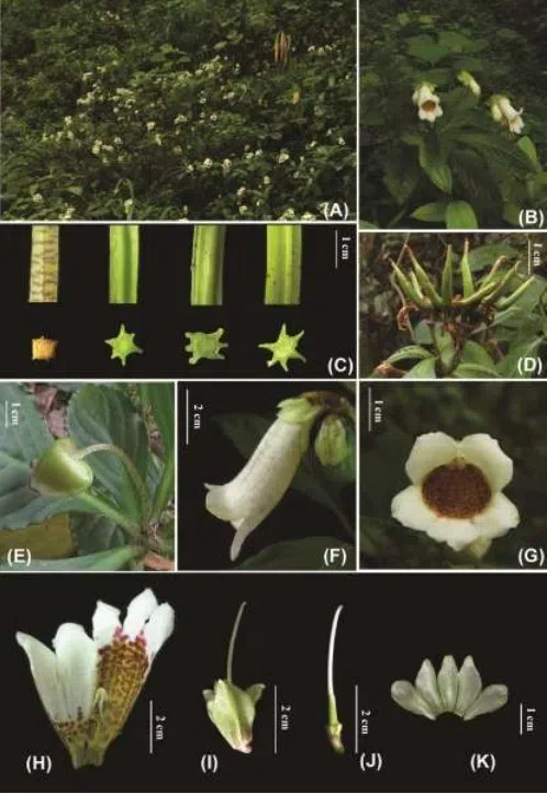 2017年度发表的苦苣苔科植物新种、新分类群和分布新记录(15)