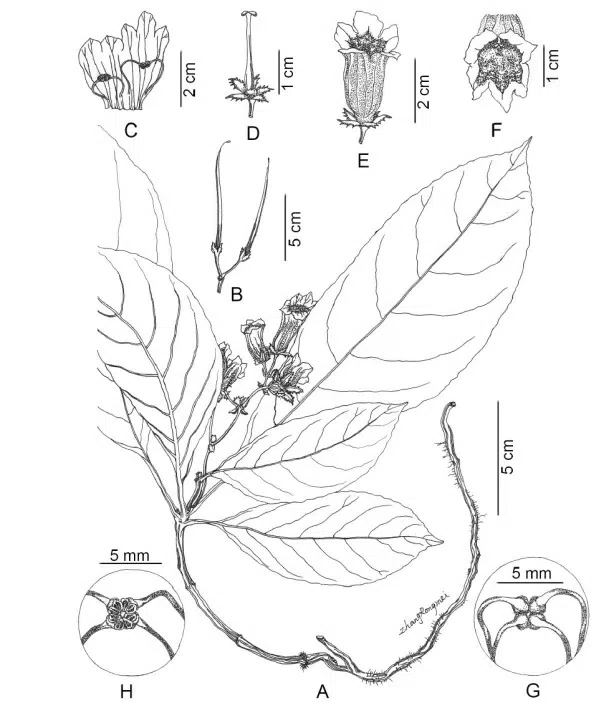 2017年度发表的苦苣苔科植物新种、新分类群和分布新记录(16)