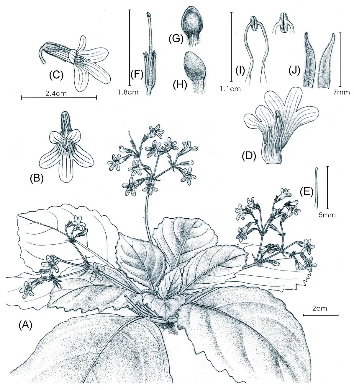 2017年度发表的苦苣苔科植物新种、新分类群和分布新纪录(10)