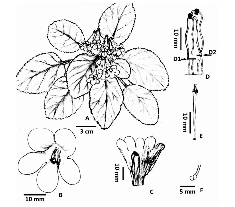 2017年度发表的苦苣苔科植物新种或新分类群(7)