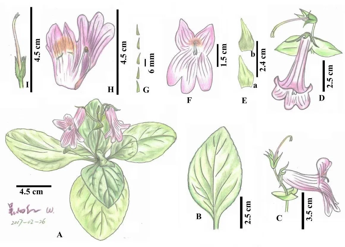 2017年度发表的苦苣苔科植物新种、新分类群和分布新记录(18)