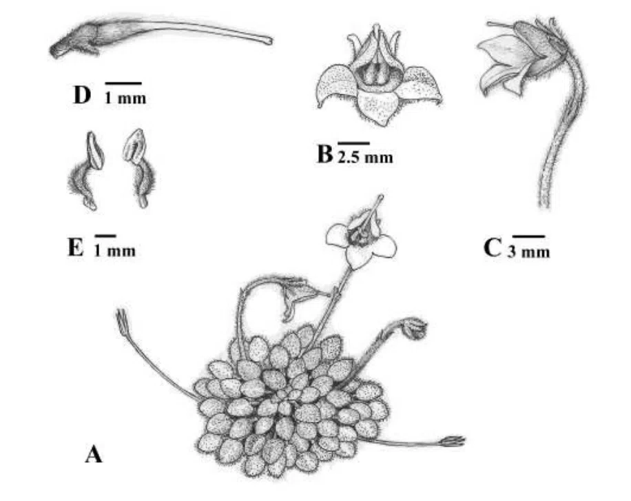 2017年度发表的苦苣苔科植物新种、新分类群和分布新纪录(14)