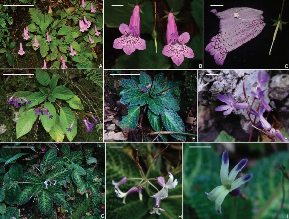 2017年度发表的苦苣苔科植物新种、新分类群和分布新纪录(12)