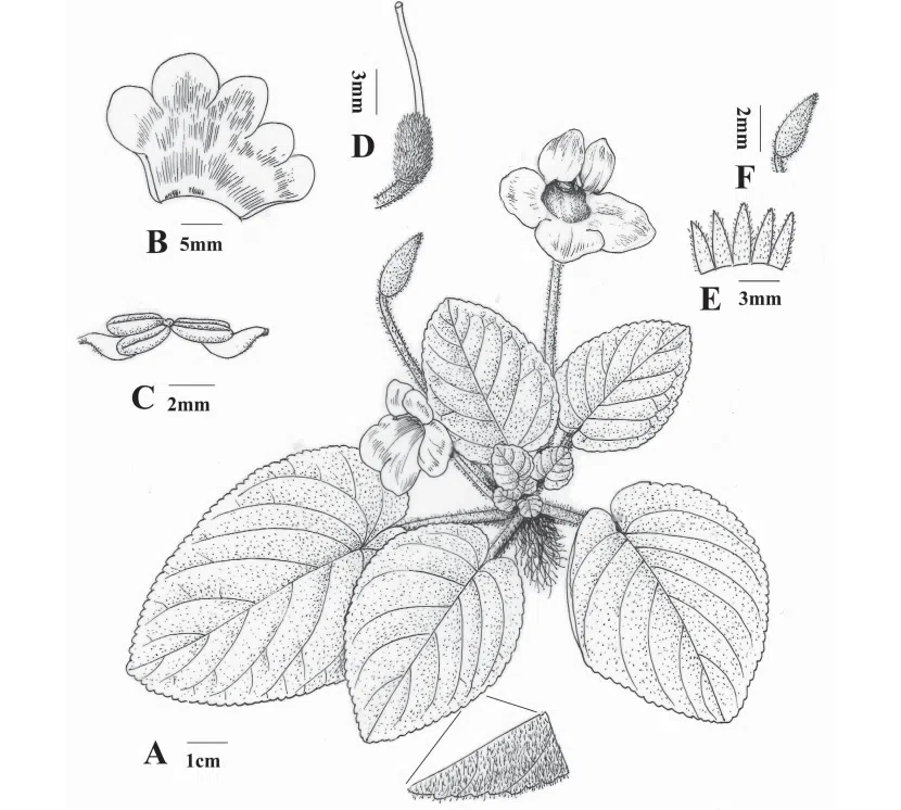 2017年度发表的苦苣苔科植物新种、新分类群和分布新纪录(13)