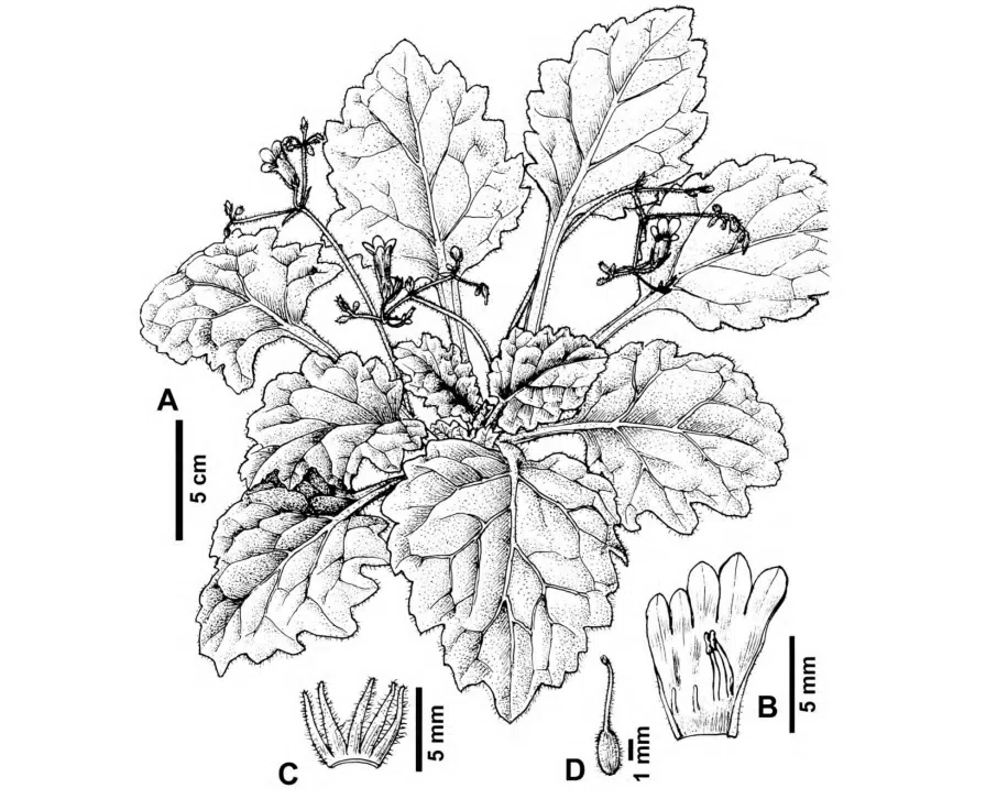 2017年度发表的苦苣苔科植物新种、新分类群和分布新记录(19)