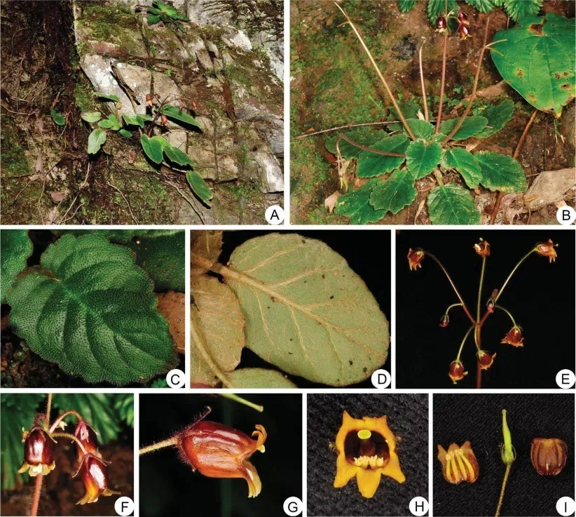 2017年度发表的苦苣苔科植物新种、新分类群和分布新记录(22)