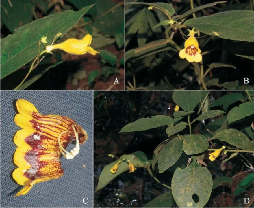 2017年度发表的苦苣苔科植物新种、新分类群和分布新记录(20)