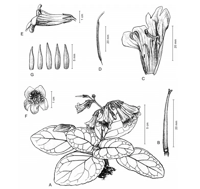 2017年度发表的苦苣苔科植物新种、新分类群和分布新记录(21)