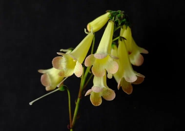 Mr. Wu Jui-Jung's Donation