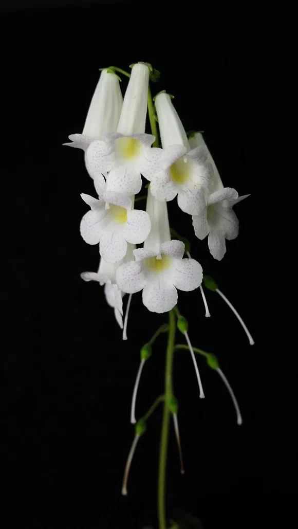 Mr. Wu Jui-Jung's Donation