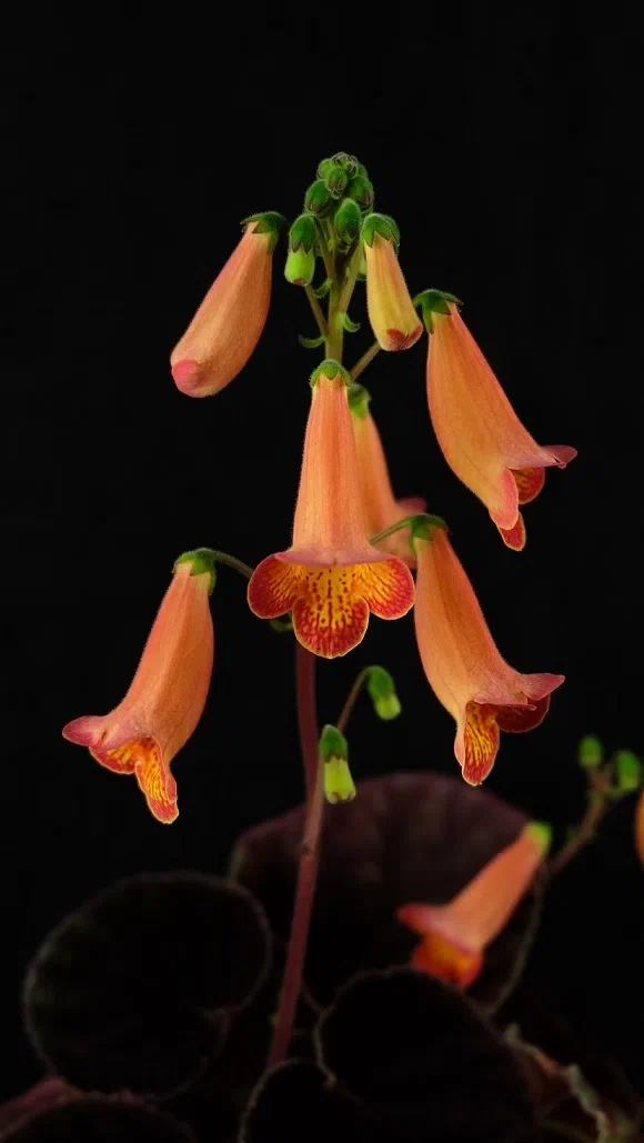 Mr. Wu Jui-Jung's Donation