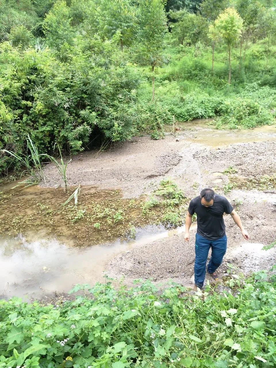 超级大惊喜!碎米荠叶报春苣苔,一种极度濒危的特有种,今天在野外重新发现了!