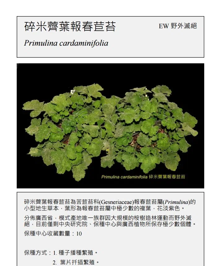 超级大惊喜!碎米荠叶报春苣苔,一种极度濒危的特有种,今天在野外重新发现了!