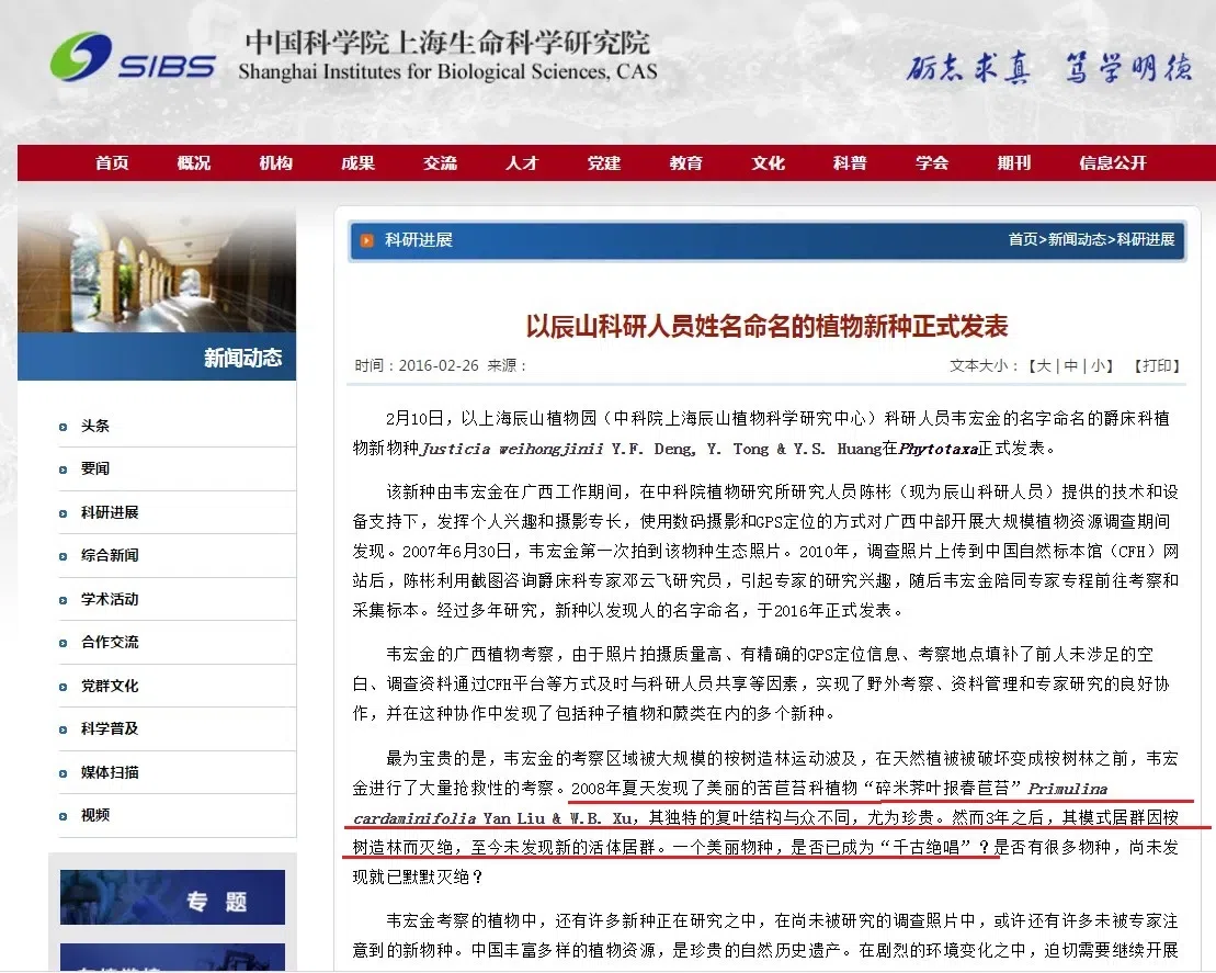 超级大惊喜!碎米荠叶报春苣苔,一种极度濒危的特有种,今天在野外重新发现了!