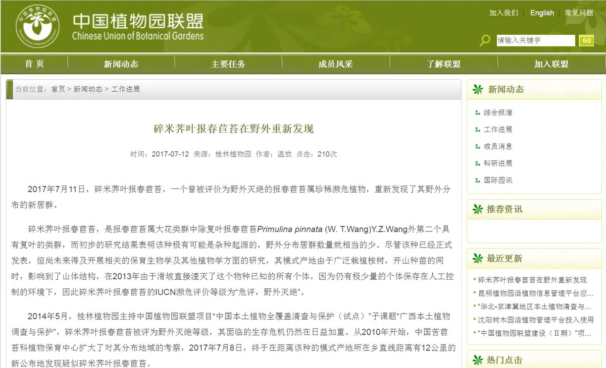 碎米荠叶报春苣苔重新发现引起轰动!