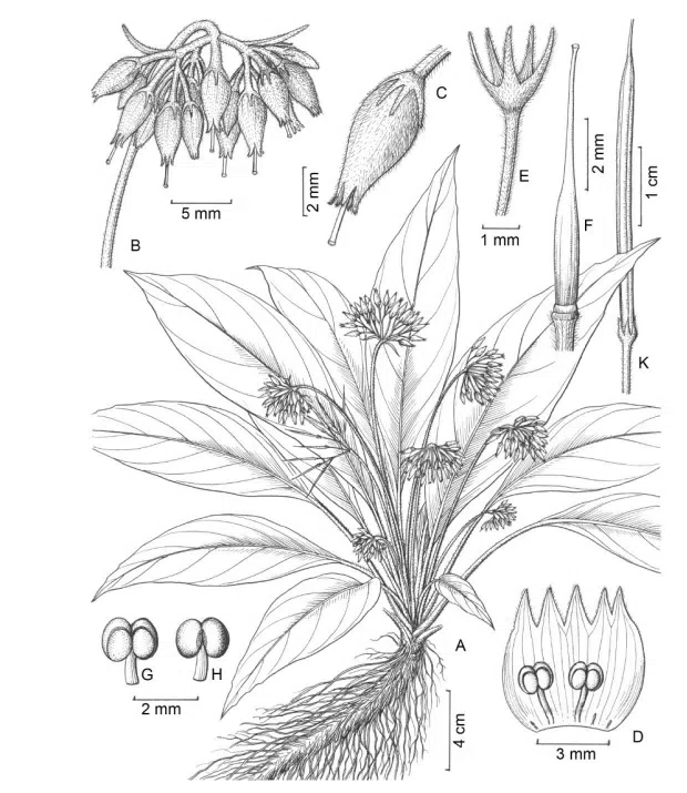 2015年度发表的苦苣苔科植物新种或新分类群(4)