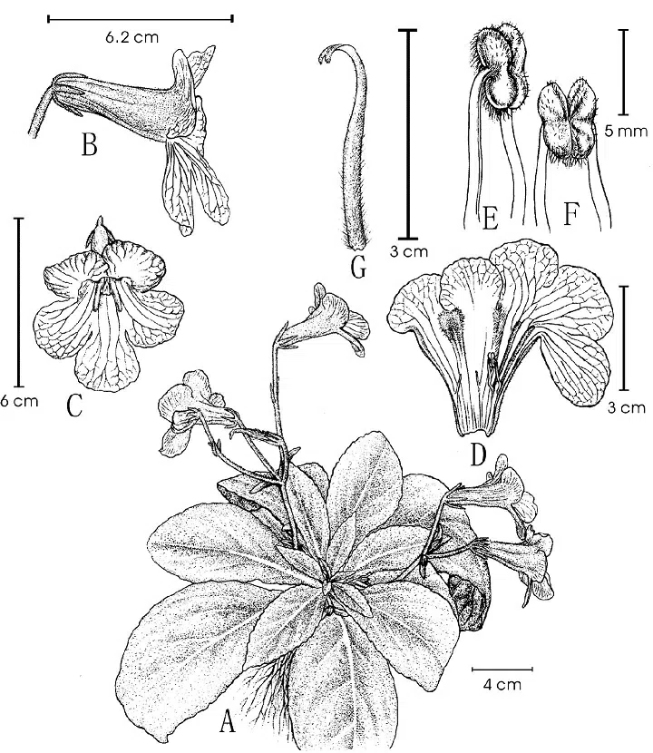 2015年度发表的苦苣苔科植物新种或新分类群(5)