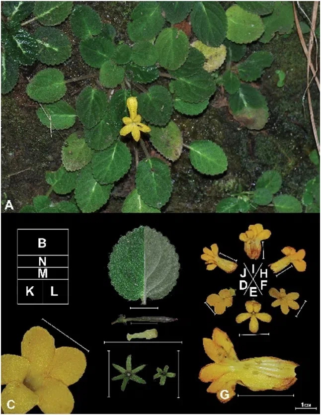 2015年度发表的苦苣苔科植物新种或新分类群(3)