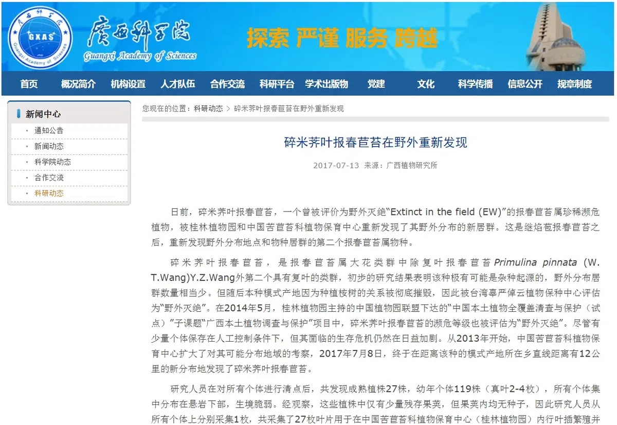 碎米荠叶报春苣苔重新发现引起轰动!