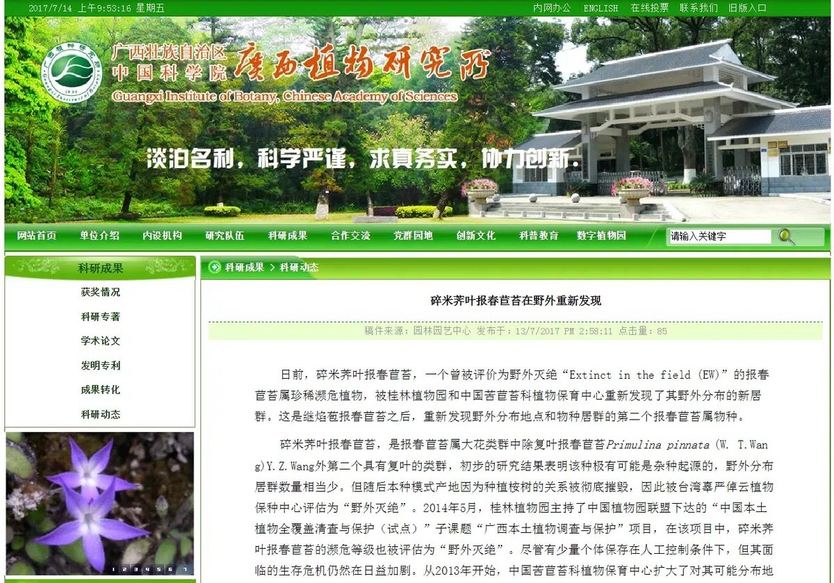 碎米荠叶报春苣苔重新发现引起轰动!