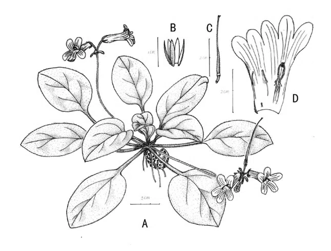 2015年度发表的苦苣苔科植物新种或新分类群(7)