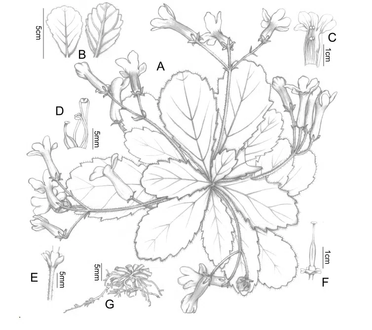 2015年度发表的苦苣苔科植物新种或新分类群(9)