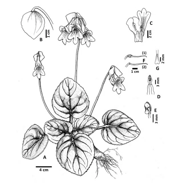 2015年度发表的苦苣苔科植物新种或新分类群(6)