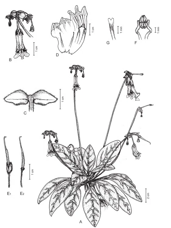 2015年度发表的苦苣苔科植物新种或新分类群(8)