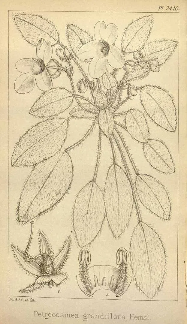 大花石蝴蝶“重现江湖”! GCCC和云南文山市国家级自然保护区管护分局联合野外考察,发现了这一消失了将近78年的珍稀濒危极小种群物种新分布地!