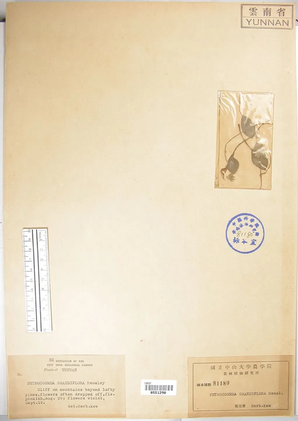 大花石蝴蝶“重现江湖”! GCCC和云南文山市国家级自然保护区管护分局联合野外考察,发现了这一消失了将近78年的珍稀濒危极小种群物种新分布地!