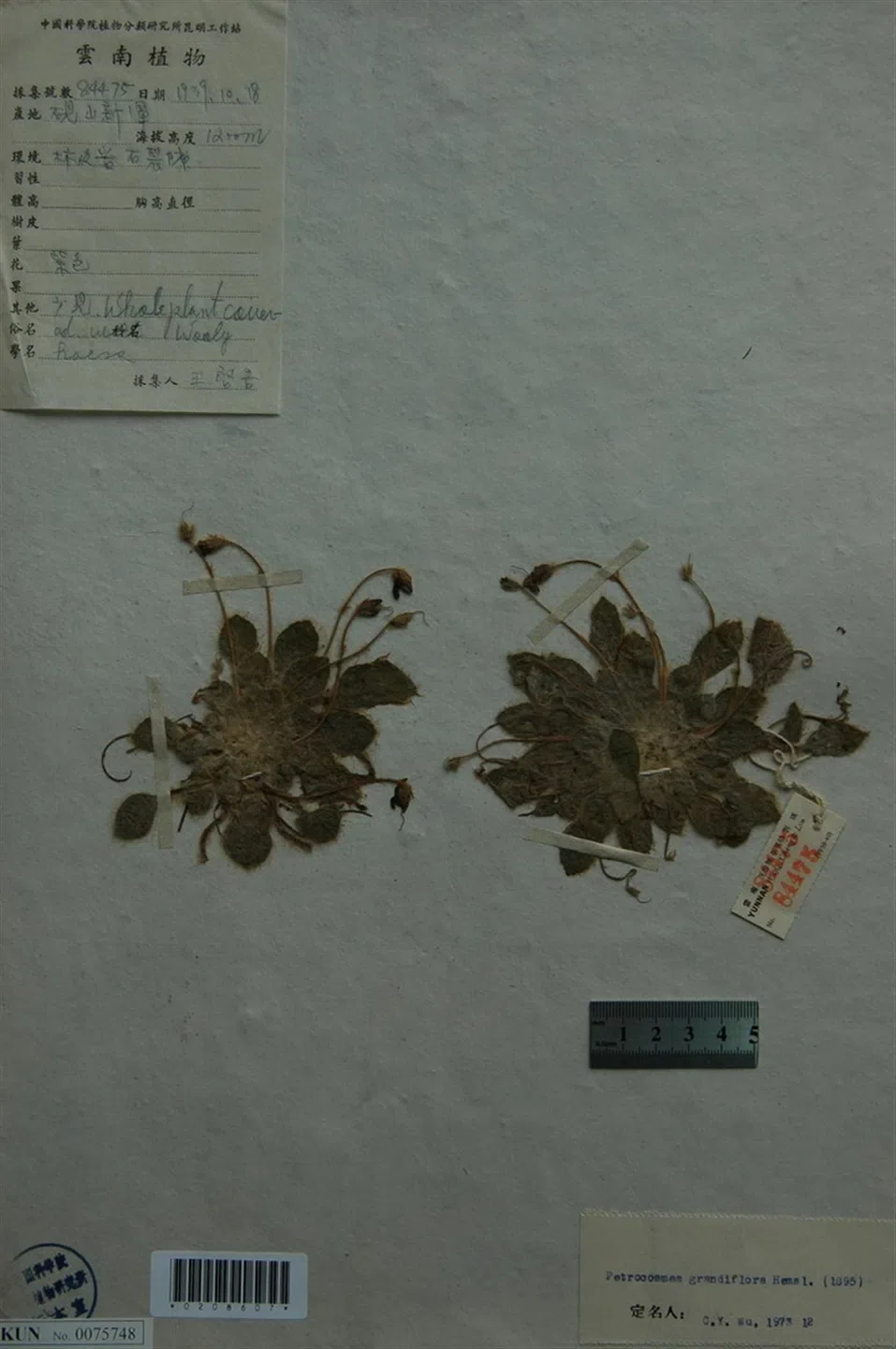 大花石蝴蝶“重现江湖”! GCCC和云南文山市国家级自然保护区管护分局联合野外考察,发现了这一消失了将近78年的珍稀濒危极小种群物种新分布地!