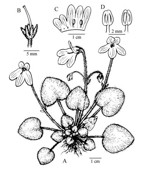 2015年度发表的苦苣苔科植物新种或新分类群(16)