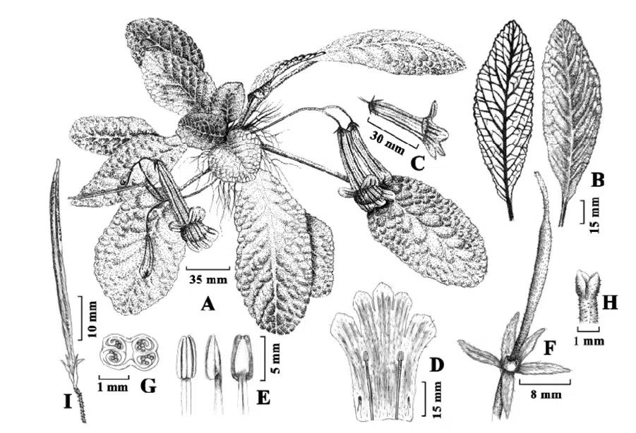 2015年度发表的苦苣苔科植物新种或新分类群(15)