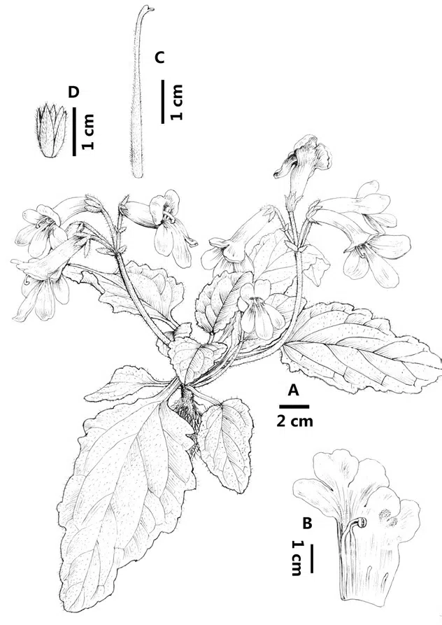 2015年度发表的苦苣苔科植物新种或新分类群(14)
