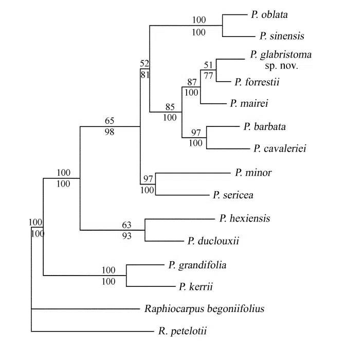 2015年度发表的苦苣苔科植物新种或新分类群(16)